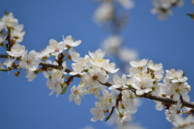 Apple_blossoms_Reduced